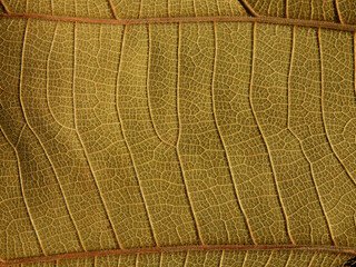 close up vein of dry brown leaf texture ( teak leaf )