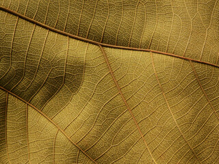texture of dry brown leaf