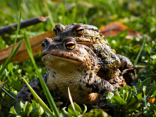 Common toad