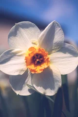Poster White daffodil narcissus flowers or paperwhite blossoming on spring day. Close up bunch Narcissus papyraceus on green leaves pattern background. Little white narcis bouquet grow in garden. © Inception
