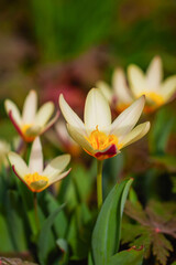Blooming Water lily tulips, Tulipa kaufmanniana. First spring flowers. Natural scenic background