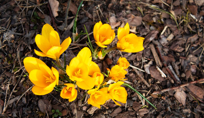 Obraz na płótnie Canvas yellow crocus flowers at spring 