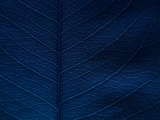 close up blue leaves texture