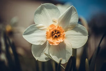 Foto op Canvas White daffodil narcissus flowers or paperwhite blossoming on spring day. Close up bunch Narcissus papyraceus on green leaves pattern background. Little white narcis bouquet grow in garden. © Inception