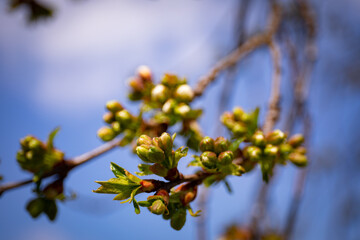 Thriving maple buds. Shallow depth of field. The first spring gentle leaves, buds and branches macro background. Selective Focus.