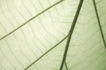 Closeup green leaves background