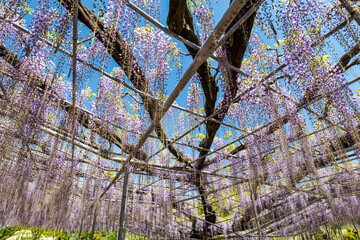 晴れの日と満開の藤の花　4月