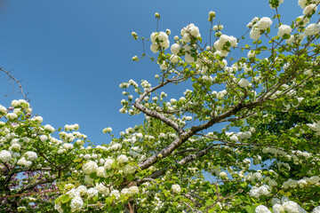 青空と白い手まり花　4月