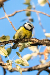 blue tit in a tree