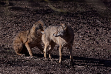 Fototapeta premium Coyote