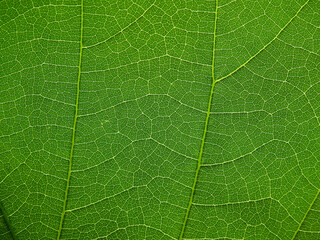 close up green leaf of Bastard teak ( Butea monosperma )