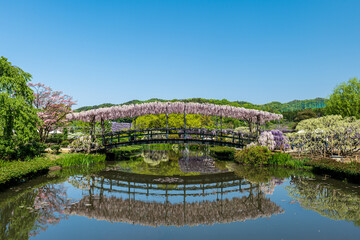 Fototapeta na wymiar 青空と満開の藤の花咲く橋　4月