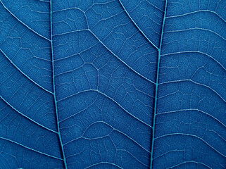 close up blue leaf texture, natural background