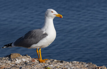 gaviota posada sobre roca observando 