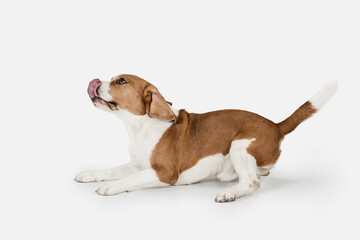 Small funny dog Beagle posing isolated over white studio background.