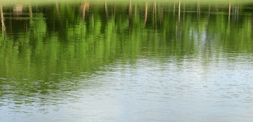 reflection of tree in the water