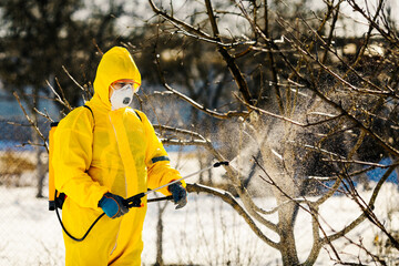 Spraying a fruit tree with an organic pesticide or insecticide in early spring