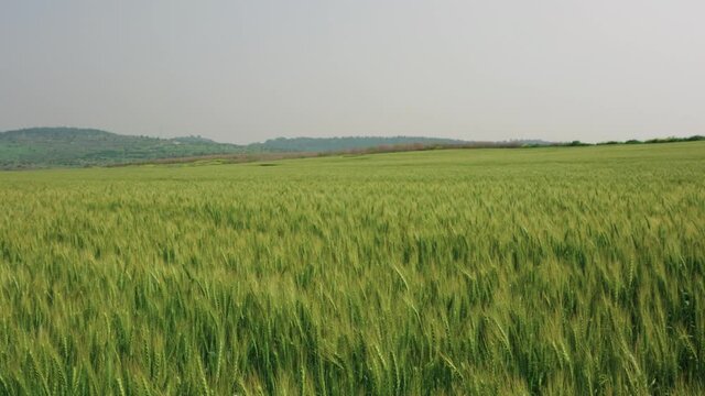 Wheat field