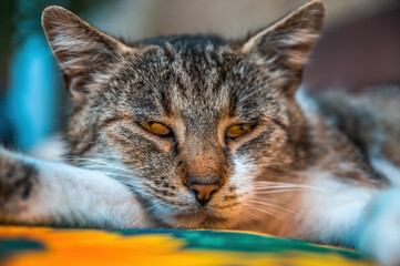 young pretty cat relaxes in the sun