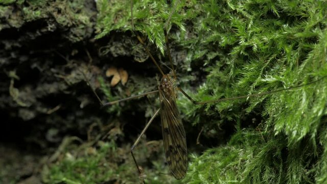 A crane-fly sits against a background of moss. The overall frame. 