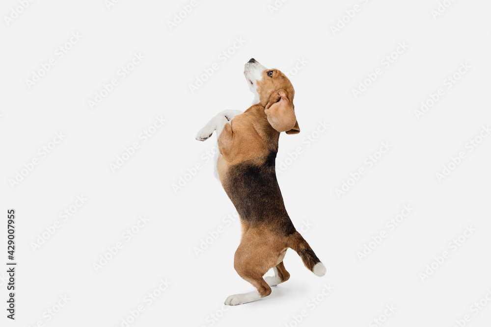 Wall mural small funny dog beagle posing isolated over white studio background.