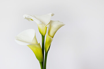 Minimalistic studio shot of calla lily inflorescence on isolated background with a lot of copy space for text. Universal multi occasional flowers for both celebration and grief. Flat lay, top view.