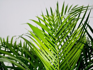 Fresh green tropical palm leaves on gray background. Space for Text. Home plant care