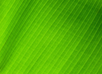 green banana leaf texture or background