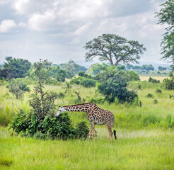 Giraffe in vast green savanna chews bushes