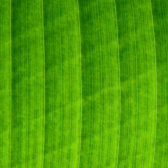 green banana leaf texture or background