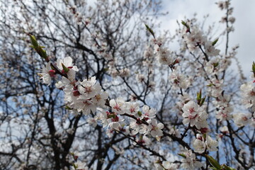 Pollinated flowers of apricot tree in April