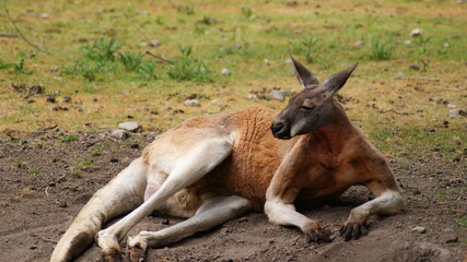 SONY DSC