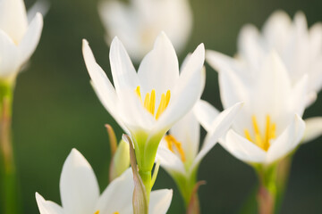 beautiful blooming white rain lily flower