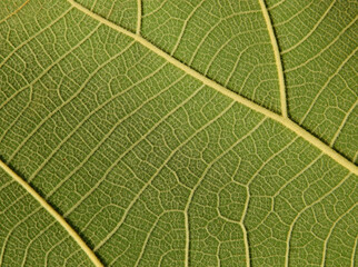 close up green leaf of teak tree texture