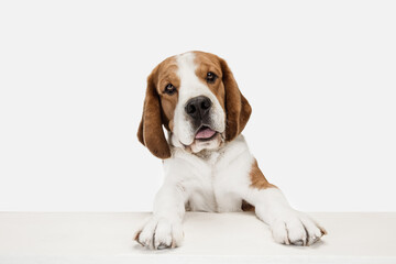 Small funny dog Beagle posing isolated over white studio background.