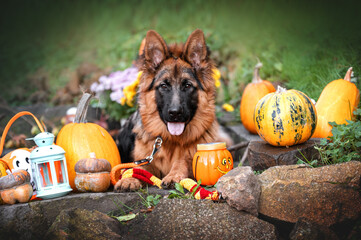 german shepered dog and halloween pumpkin