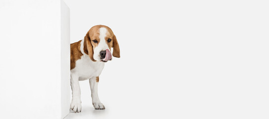 Small funny dog Beagle posing isolated over white studio background.