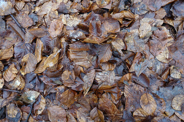 Top view of wet leaves on the forest ground