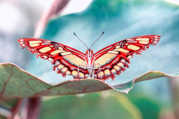 Macro shots, Beautiful nature scene. Closeup beautiful butterfly sitting on the flower in a summer garden. © blackdiamond67