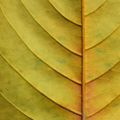 close up yellow autumn leaf texture