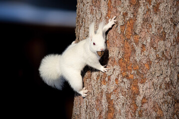 squirrel on a tree