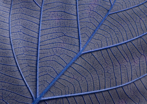 Close Up Blue Vein Of Leaves Texture