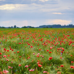 Fototapeta na wymiar Red poppies in full blossom grow on the field. Blurred background