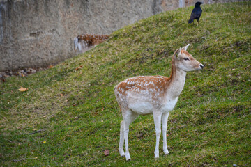 Lyon, France - October 25, 2020: Deer is walking in The Park of the Golden Head (Le Parc de la Tete d'Or)