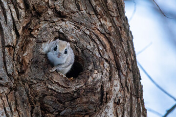 the flying squirrel is watching from the burrow