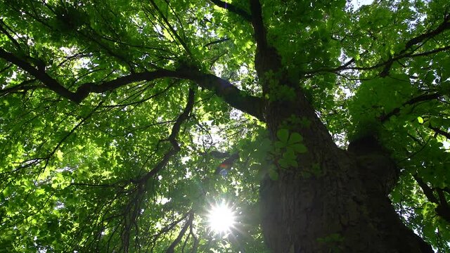 Drehung unter einem Kastanienbaum mit Blick auf Baumstamm, Äste und Gegenlicht Sonne im Frühling