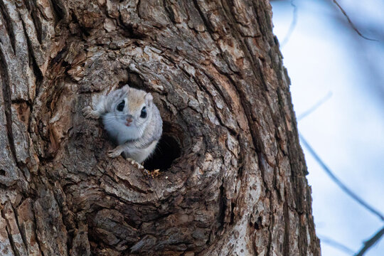 the flying squirrel is watching from the burrow