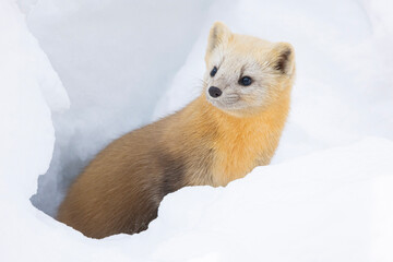 sable in snow