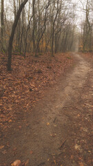 MGLISTY DZIEŃ W LESIE