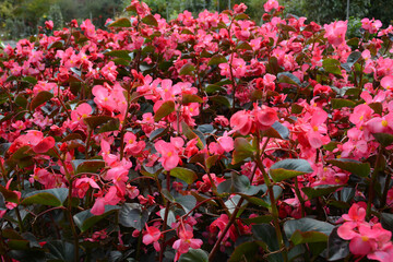 Lyon, France - October 25, 2020: Botanical garden in the park of the Golden Head (Le Parc de la Tete d'Or)